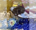 Small Photo #11 Chihuahua Puppy For Sale in RAWSONVILLE, MI, USA