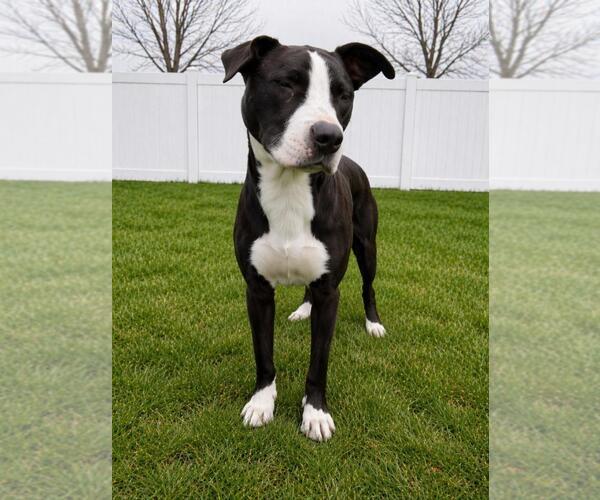 Medium Photo #1 Boxador Puppy For Sale in Coldwater, MI, USA