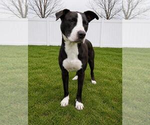 Boxador Dogs for adoption in Coldwater, MI, USA