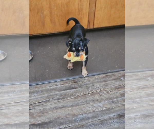 Medium Photo #7 Chug Puppy For Sale in Wakefield, RI, USA
