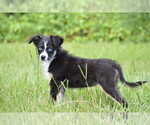 Small #4 Miniature Australian Shepherd