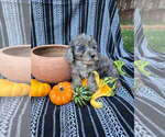 Puppy Misty Poodle (Miniature)