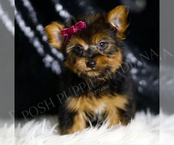 Medium Photo #4 Yorkshire Terrier Puppy For Sale in WARSAW, IN, USA