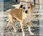 Small #2 Mutt