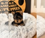 Small #2 Yorkshire Terrier