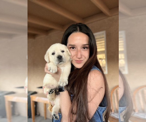 Medium Photo #1 Labrador Retriever Puppy For Sale in VICTORVILLE, CA, USA