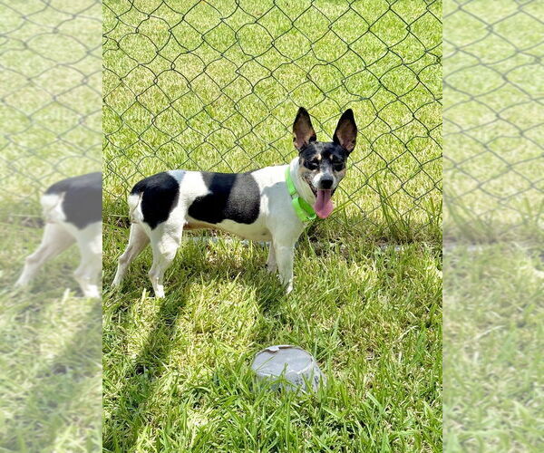 Medium Photo #8 Rat Terrier Puppy For Sale in San Leon, TX, USA