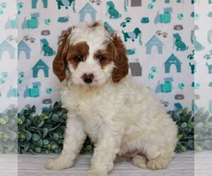 Goldendoodle (Miniature) Puppy for sale in LITITZ, PA, USA