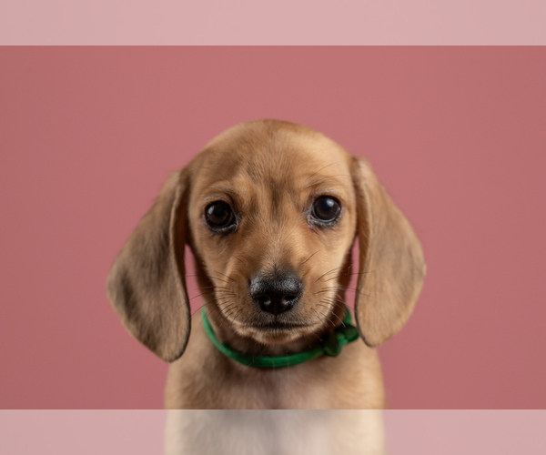 Medium Photo #11 Dachshund Puppy For Sale in CROWLEY, TX, USA