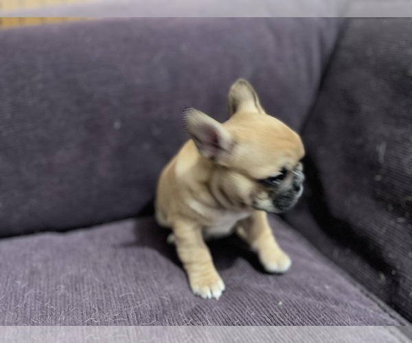 Medium Photo #7 Faux Frenchbo Bulldog Puppy For Sale in HOODSPORT, WA, USA