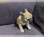 Small #6 Faux Frenchbo Bulldog