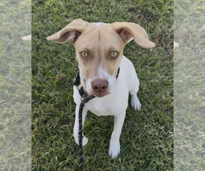 Mutt Dogs for adoption in Sanford, FL, USA