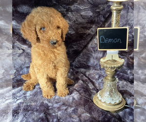 Goldendoodle Puppy for sale in HOUSTON, TX, USA