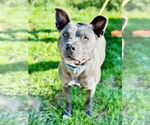 Small #1 American Pit Bull Terrier