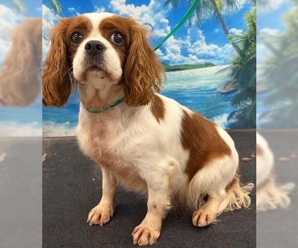 Medium Photo #5 Cavalier King Charles Spaniel Puppy For Sale in Westminster, MD, USA