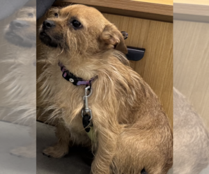 Rufus - Male Border Terrier-Unknown Mix Dog for Adoption - Photo #4