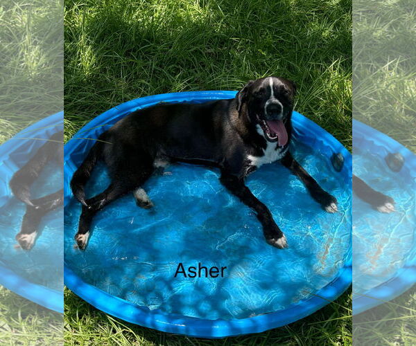 Medium Photo #2 Labrador Retriever-Mountain Cur Mix Puppy For Sale in Farmerville, LA, USA