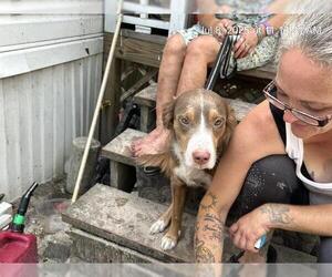 Australian Shepherd-Unknown Mix Dogs for adoption in Ocala, FL, USA