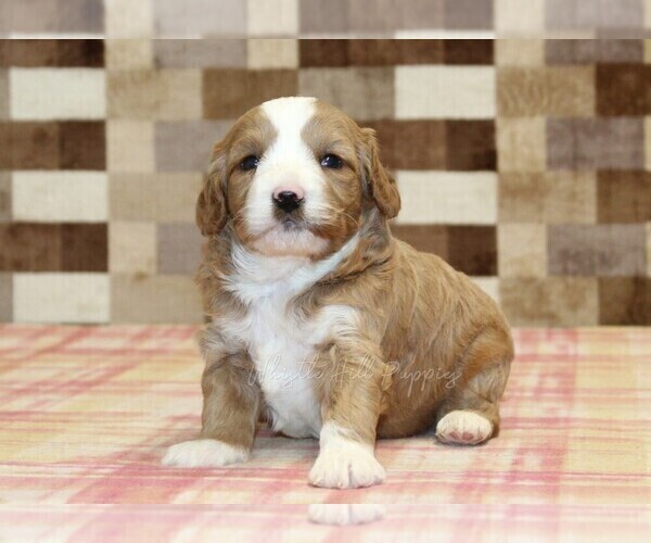 Medium Photo #8 Bernedoodle (Miniature)-Cavapoo (Miniature) Mix Puppy For Sale in DENVER, PA, USA