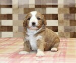 Small #7 Bernedoodle (Miniature)-Cavapoo (Miniature) Mix