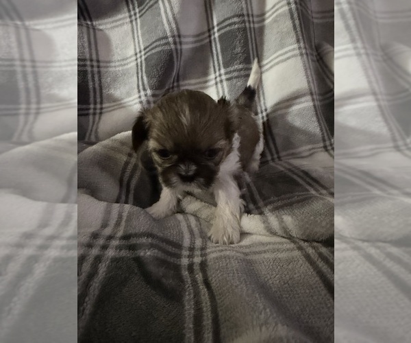 Medium Photo #3 Shih Tzu Puppy For Sale in GLENDALE HEIGHTS, IL, USA