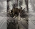 Small Photo #14 Shih Tzu Puppy For Sale in GLENDALE HEIGHTS, IL, USA