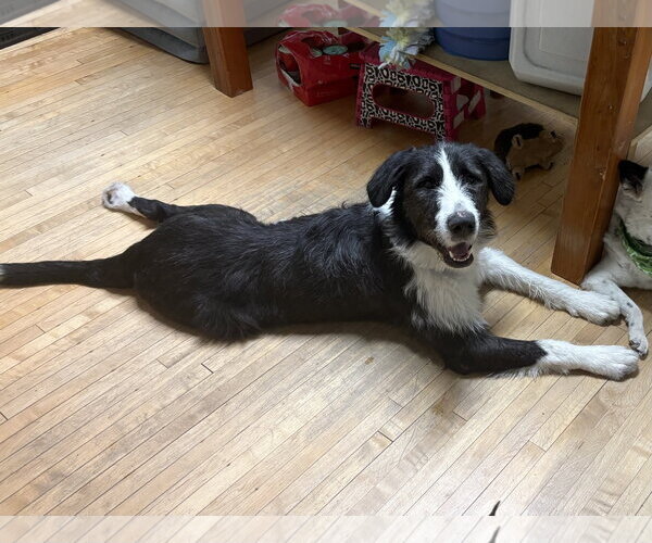 Medium Photo #6 Mutt Puppy For Sale in Brooklyn Center, MN, USA