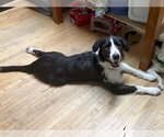 Small Photo #6 Mutt Puppy For Sale in Brooklyn Center, MN, USA