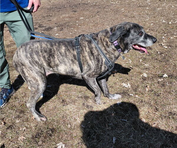 Medium Photo #5 Mastador Puppy For Sale in Crystal, MN, USA