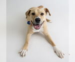 Small #3 American Pit Bull Terrier Mix