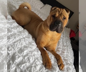 Mother of the Chinese Shar-Pei puppies born on 05/10/2025