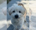Small #3 Havanese Mix
