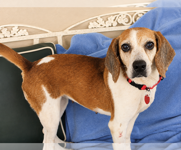 Medium Photo #3 Beagle Puppy For Sale in Dunnellon, FL, USA