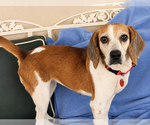 Small #2 Beagle