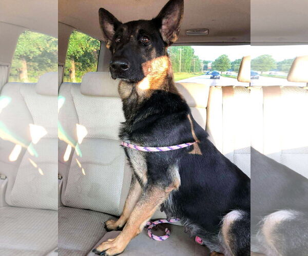 Medium Photo #1 Mutt Puppy For Sale in Shelburne, VT, USA