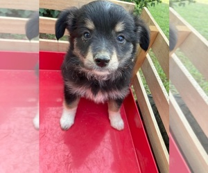 Miniature Australian Shepherd Puppy for sale in NEW WASHINGTN, IN, USA