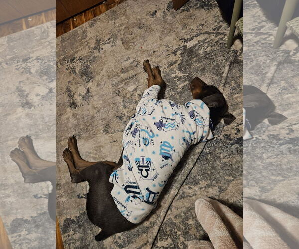 Medium Photo #2 Doberman Pinscher Puppy For Sale in Buffalo, MN, USA