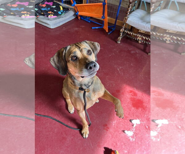 Medium Photo #5 Labbe Puppy For Sale in Webster, WI, USA