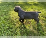Small Photo #4 Cane Corso Puppy For Sale in HUDSON, NH, USA