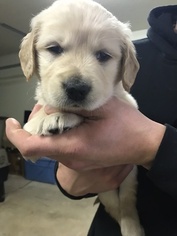 Golden Retriever Puppy for sale in FAYETTEVILLE, AR, USA