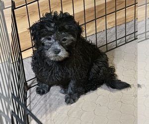 ShihPoo Puppy for sale in GLOUCESTER, VA, USA