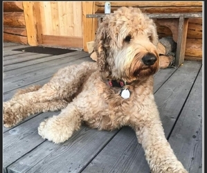 Father of the Goldendoodle puppies born on 12/01/2021