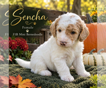 Sencha - Female Bernedoodle mix (+ Poodle Standard) Puppy for Sale - Photo #2