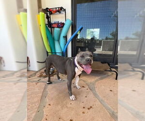 HEAVEN - Female Bulldog-Staffordshire Bull Terrier Mix Dog for Adoption - Photo #7