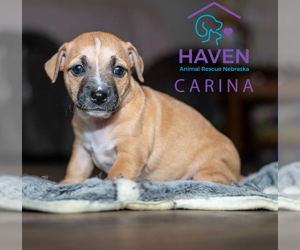 Medium Photo #1 Dachshund-Unknown Mix Puppy For Sale in Omaha, NE, USA