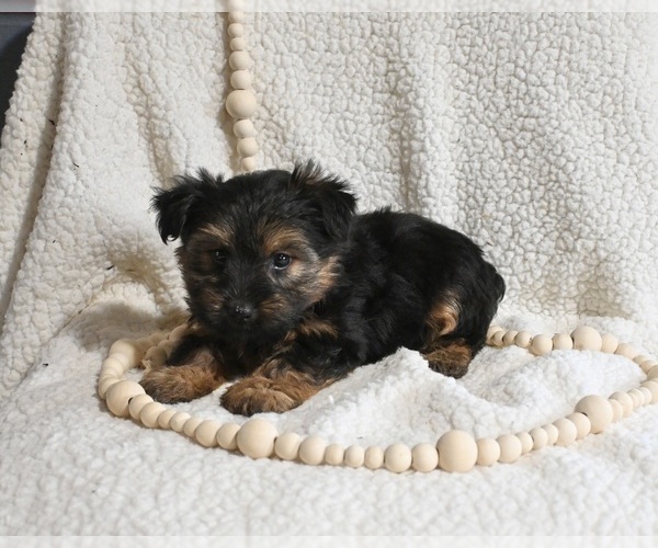 Medium Photo #3 Yorkshire Terrier Puppy For Sale in BALTIC, OH, USA