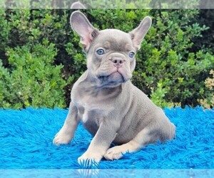 French Bulldog Puppy for sale in BOSTON, MA, USA