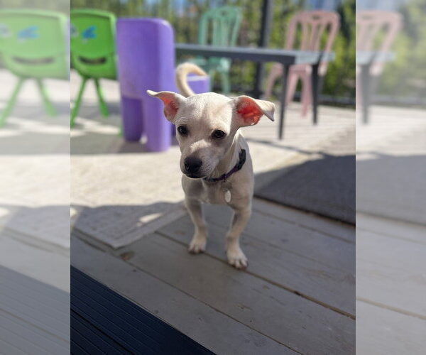 Medium Photo #3 Chihuahua-Unknown Mix Puppy For Sale in Salt Lake City, UT, USA