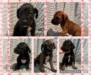 Great Dane Puppy for sale in KANSAS CITY, MO, USA