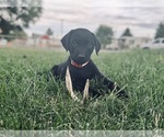 Small Photo #5 Labrador Retriever Puppy For Sale in LEWISTON, ID, USA